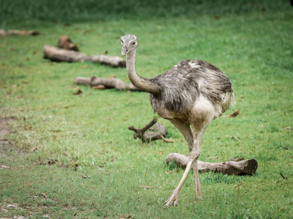 Bild des größten Vogels der Welt im Freien.