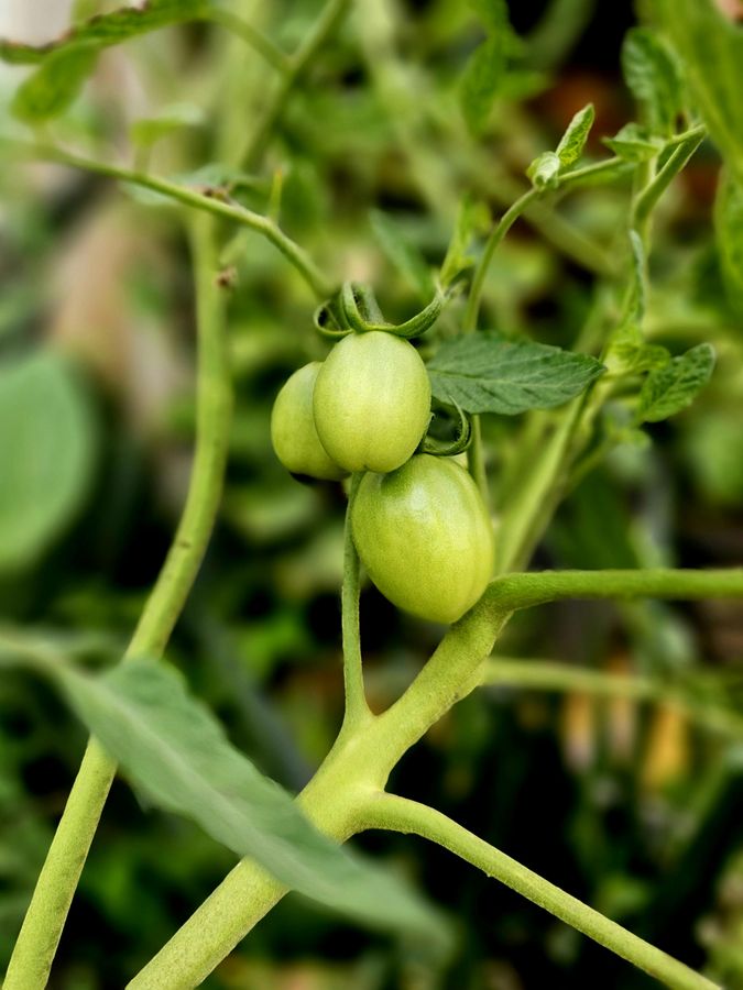 Bild von Home Gardening mit Fokus auf das Thema Hecke auf Privatgrundstück in Niedersachsen entfernen.