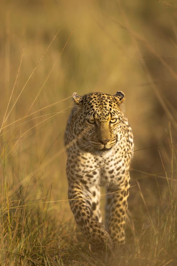 Wildlife-Fotograf bei der Dokumentation von Jagdzeiten in Niedersachsen