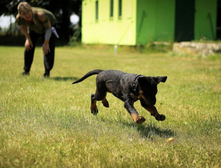 Hund beim Training für den Hundeführerschein – wie bereite ich mich auf den Hundeführerschein vor.