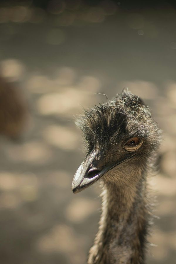 Flugunfähiger Vogel, der größte Vogel der Welt, auf einer Wiese stehend.