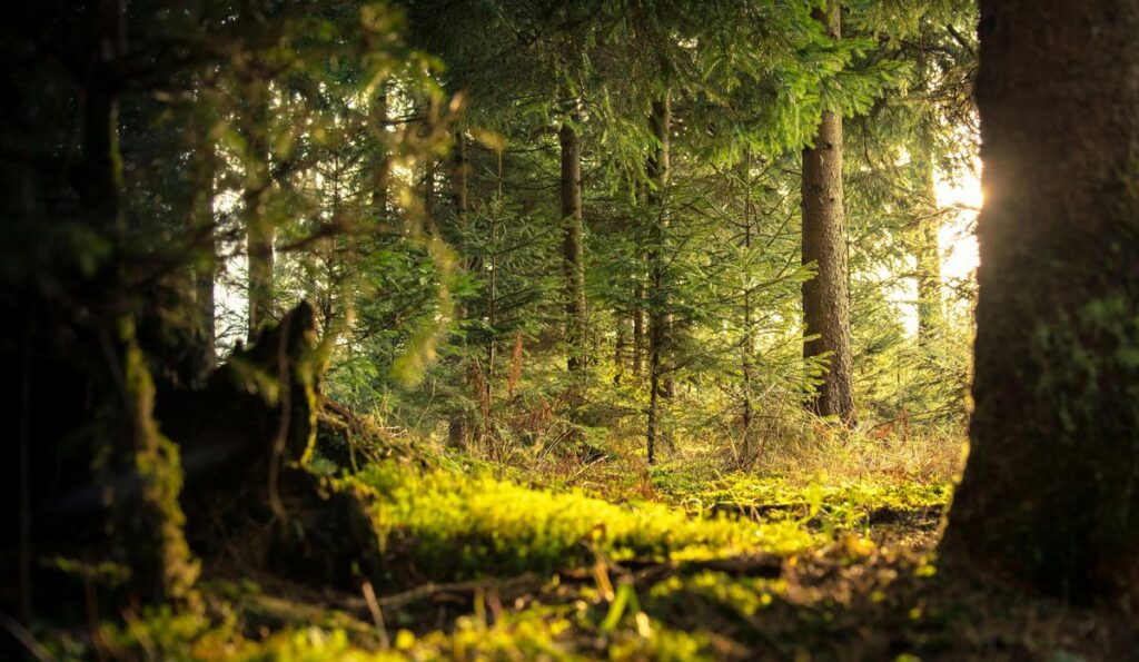 Waldlandschaft im Zusammenhang mit Jagdzeiten in Niedersachsen