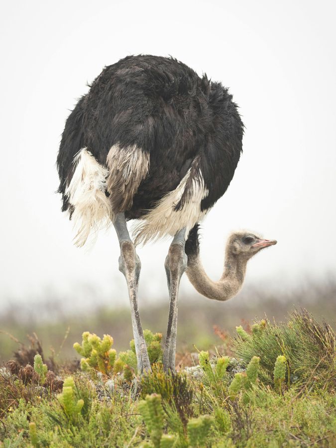 Ostrich, der größte Vogel der Welt, auf einer Wiese stehend.