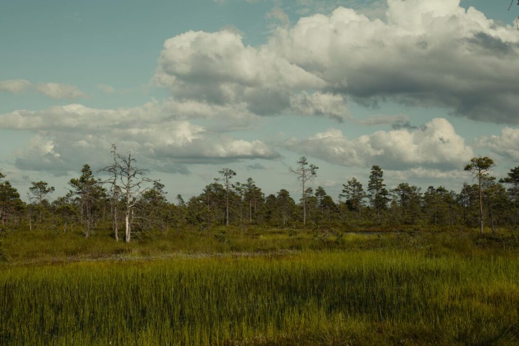 Moorlandschaft, die die Bedeutung von Moorlandschaften für das Klima verdeutlicht.