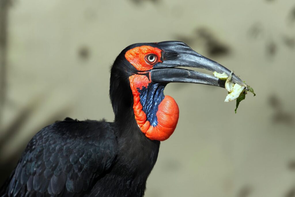 Savannah Bird, der größte Vogel der Welt, in seiner natürlichen Umgebung.